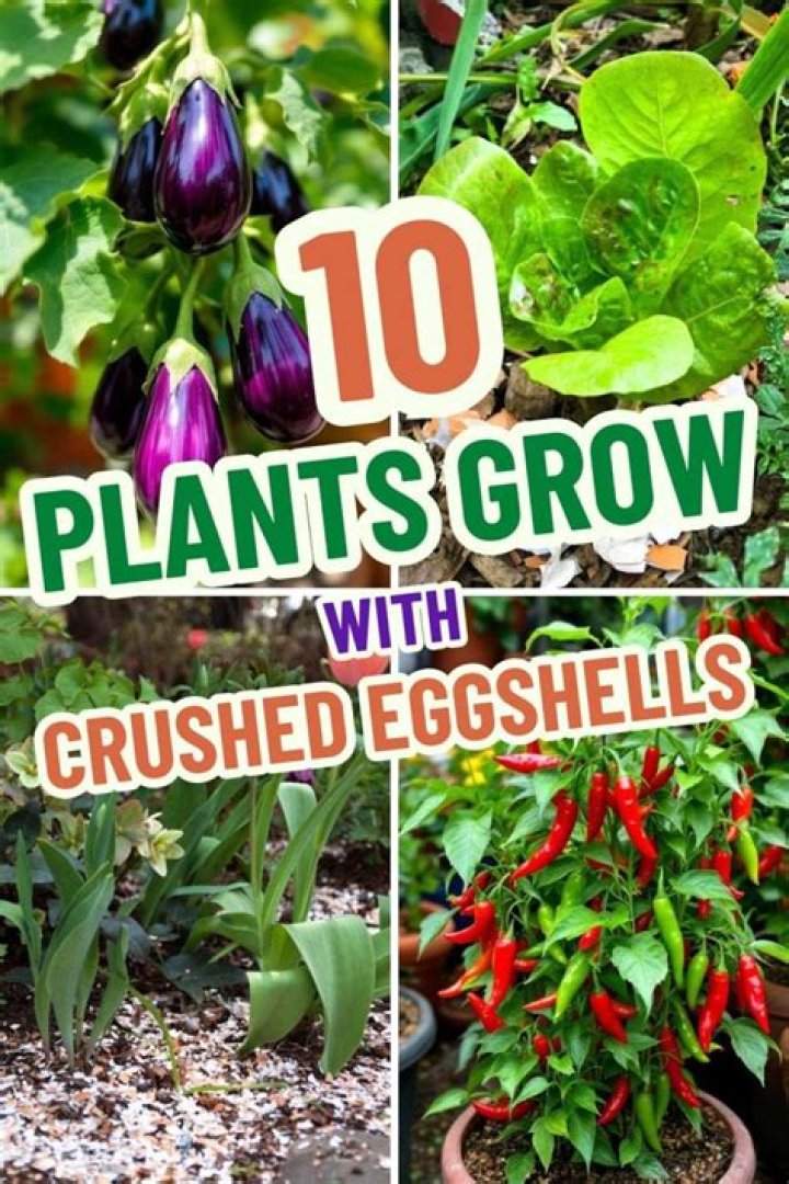 Are crushed eggshells good for plants?