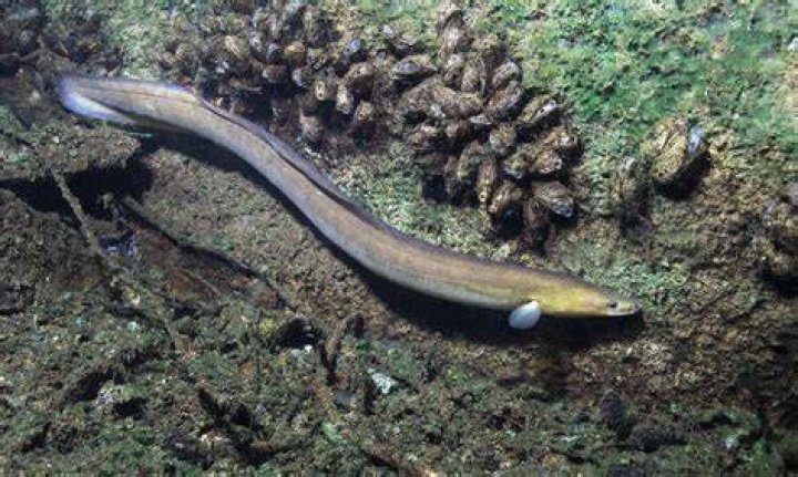Is there freshwater eels?