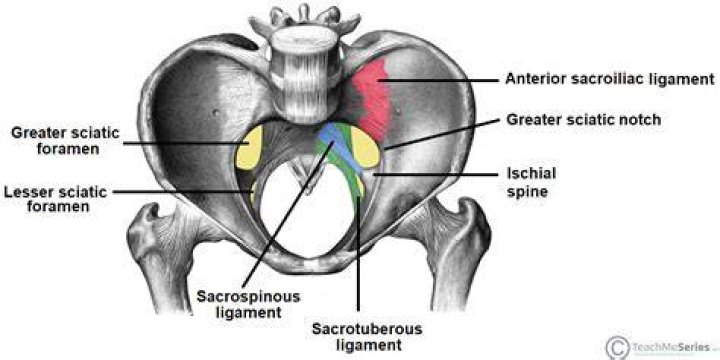 What is the sciatic notch?