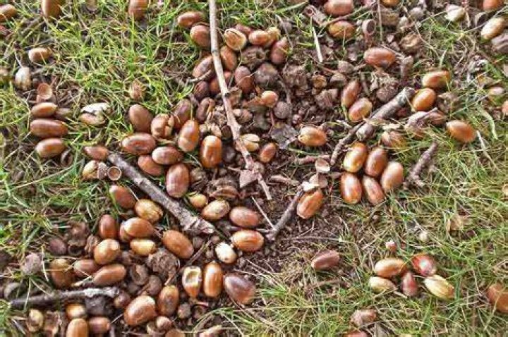 What tree do acorns come from?