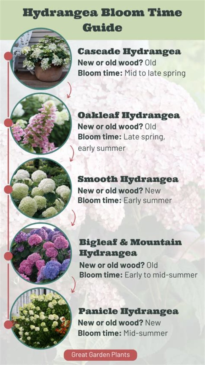 When is hydrangea season?