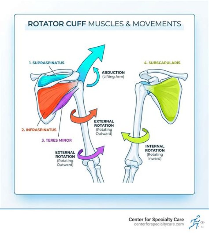 Where is the rotating cuff?