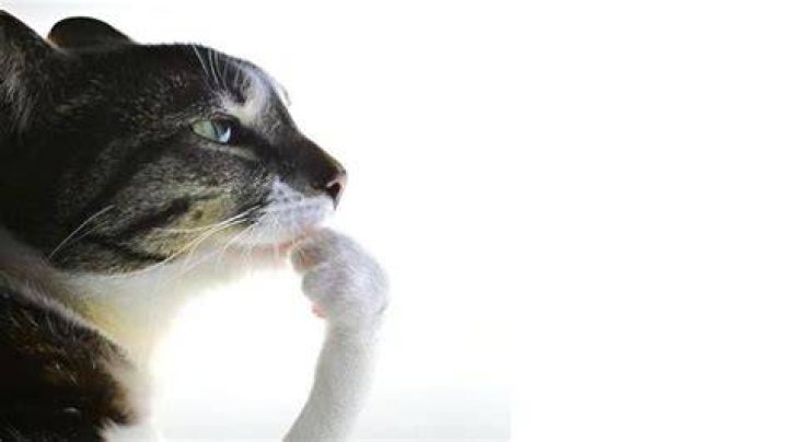 Why do cats hmm?