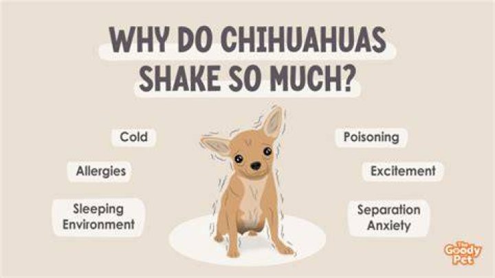 Why do chihuahuas shake so much?